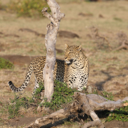 Safari i Kenya - Leopard