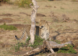 Safari i Kenya - Leopard