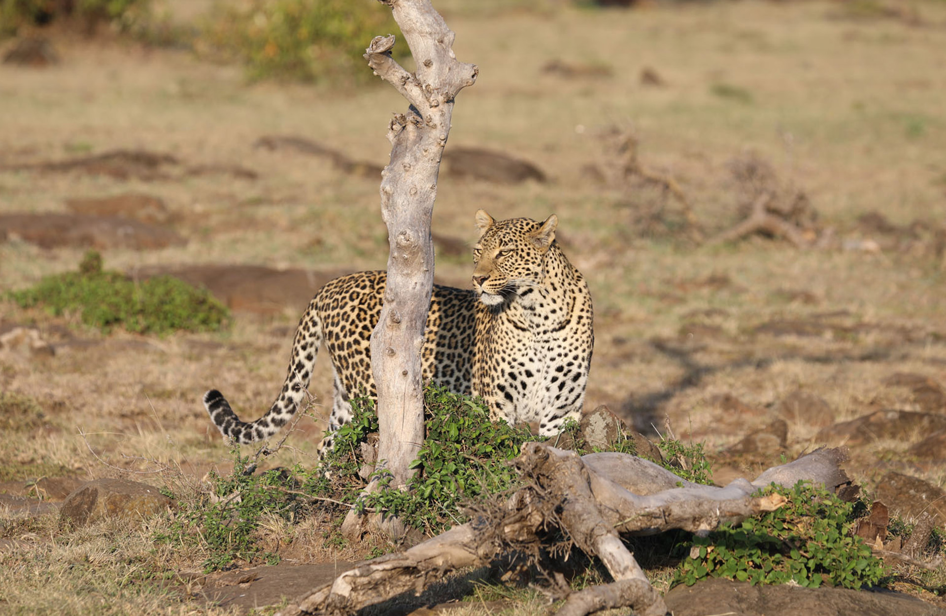 Safari i Kenya - Leopard