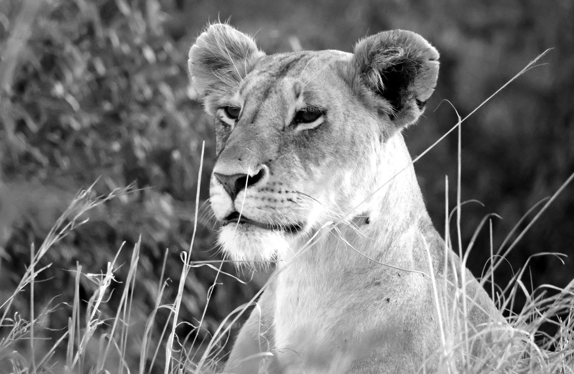 En lejonhona har upptäckt något